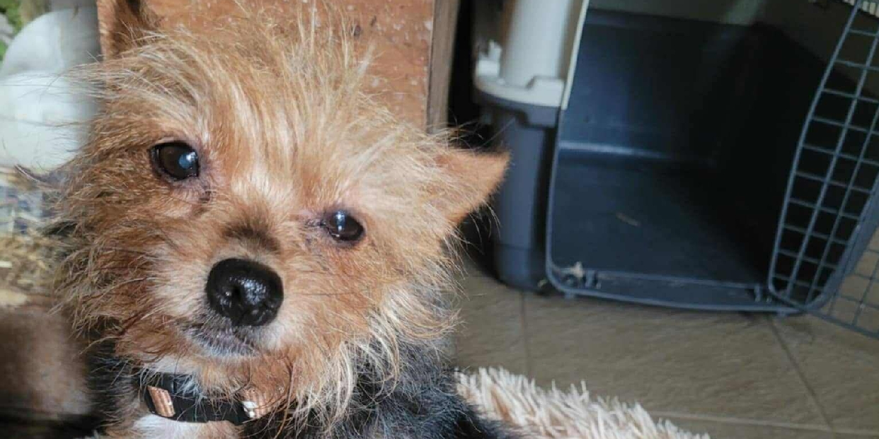Meglettek a kutyusok