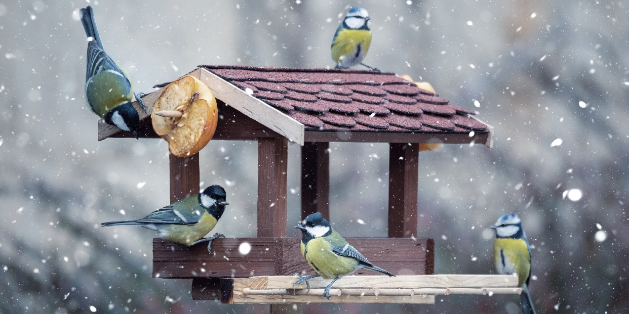 Elindult a téli madáretetési időszak – így segíthetjük biztonságosan tollas lakótársainkat