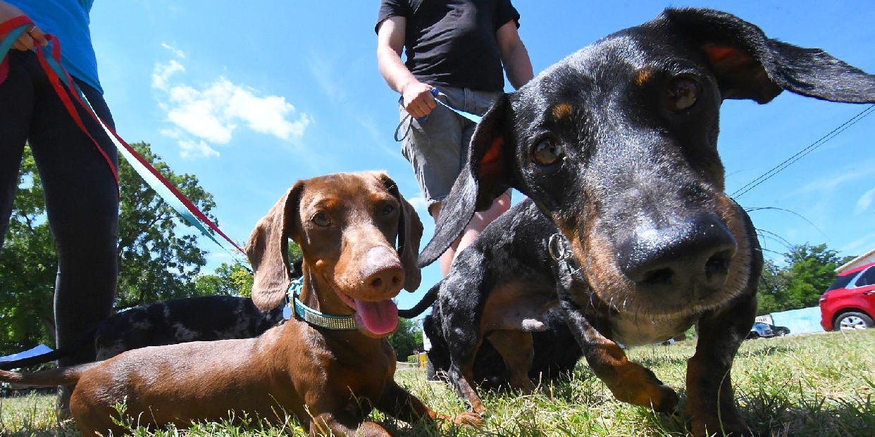 Felelős állattartás: amit minden gazdának tudnia érdemes