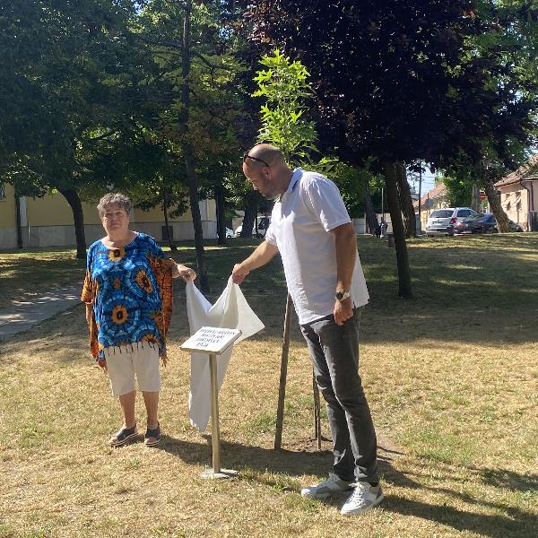 Táblát avattak a Templom téri emlékfánál 