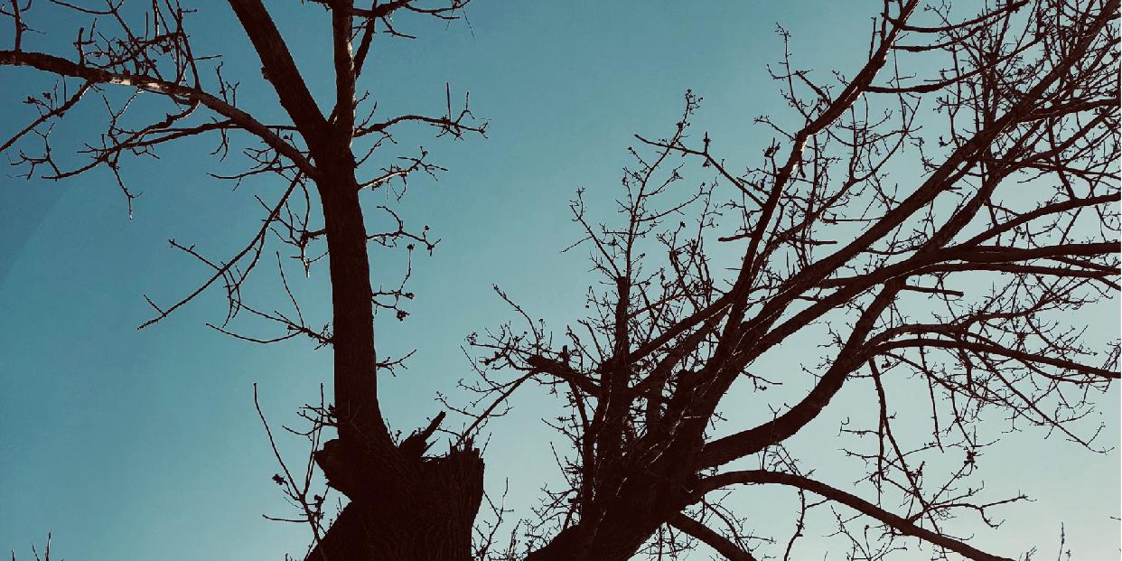 Négy élet- és balesetveszélyes fát vágnak ki Pilisvörösváron