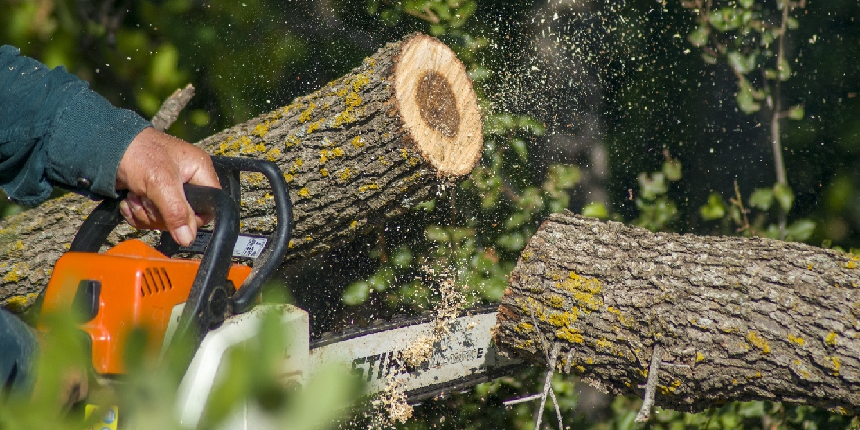 Favágás lesz a Bányakápolna utcában