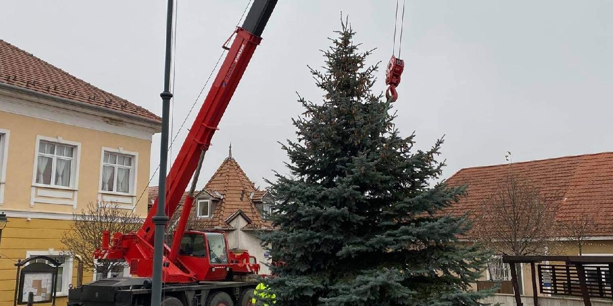 Megérkezett a karácsonyfának szánt fenyőfa a Fő térre