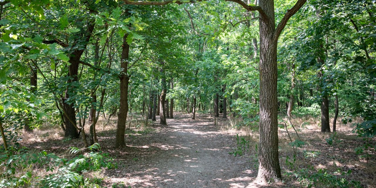 Erdőgazdálkodási munkák Pilisvörösvár térségében