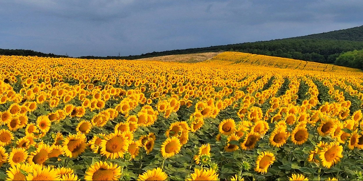 Ilyen időnk lesz a héten