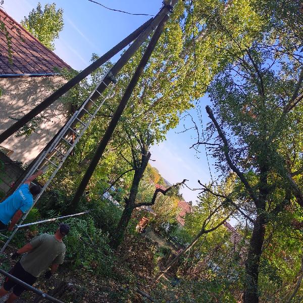 Vezetékre dőlt fát távolított el a Városgazda