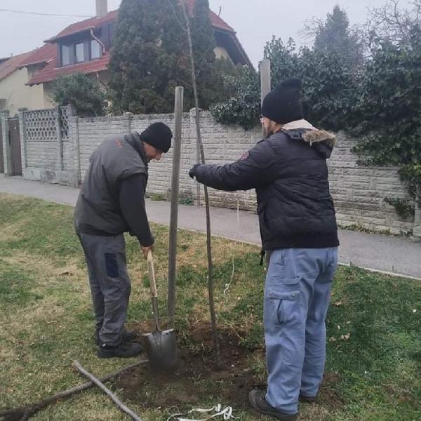 34 fát ültettek el az ősz folyamán a város közterületein
