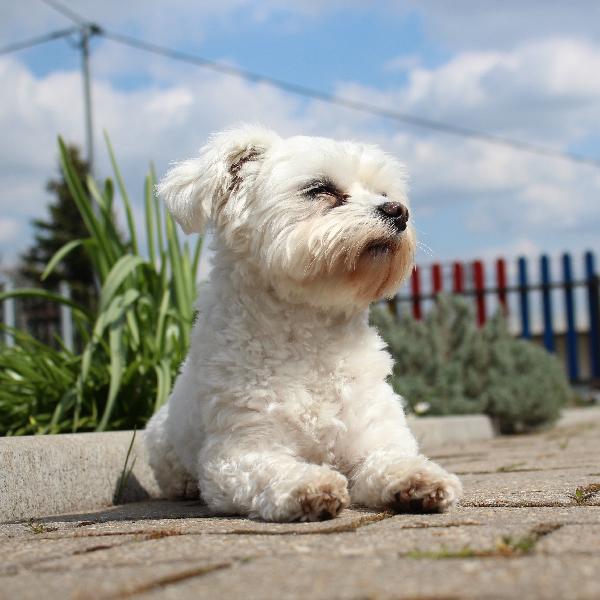 Jön még kutyára dér?