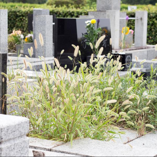 Állapotfelmérés a temetőben - felszólítást kapnak a gondozatlan sírok rendelkezői